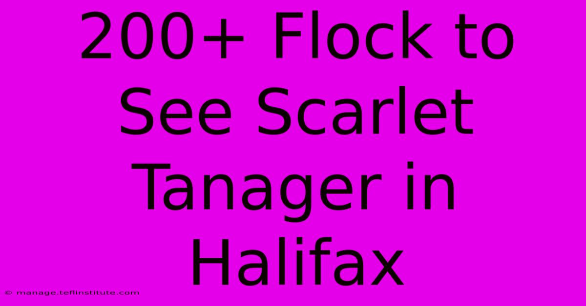 200+ Flock To See Scarlet Tanager In Halifax