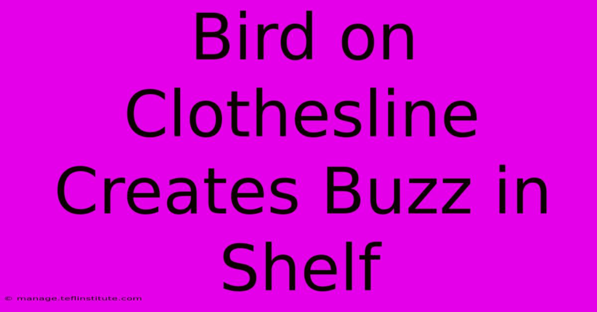 Bird On Clothesline Creates Buzz In Shelf 