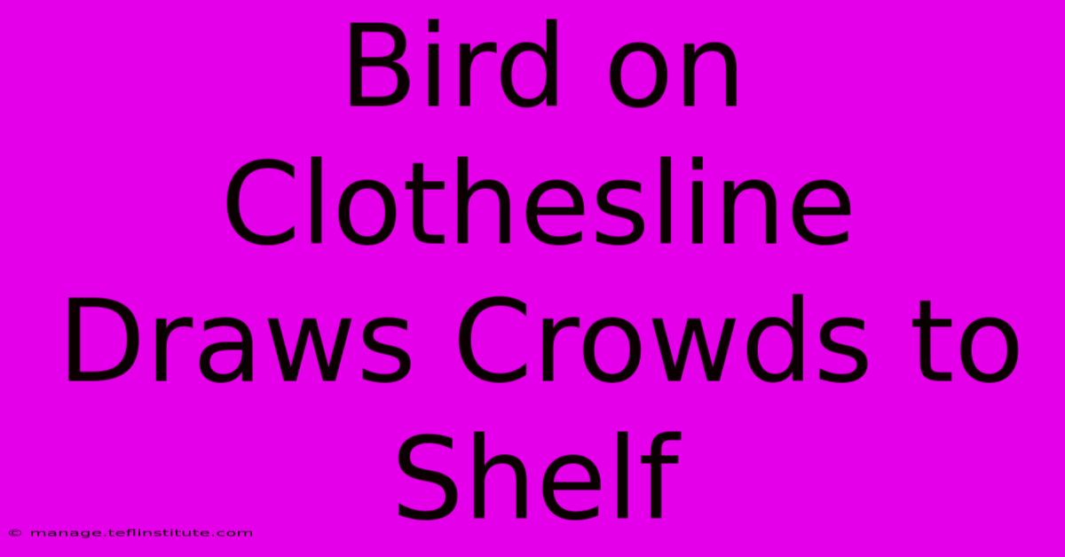 Bird On Clothesline Draws Crowds To Shelf