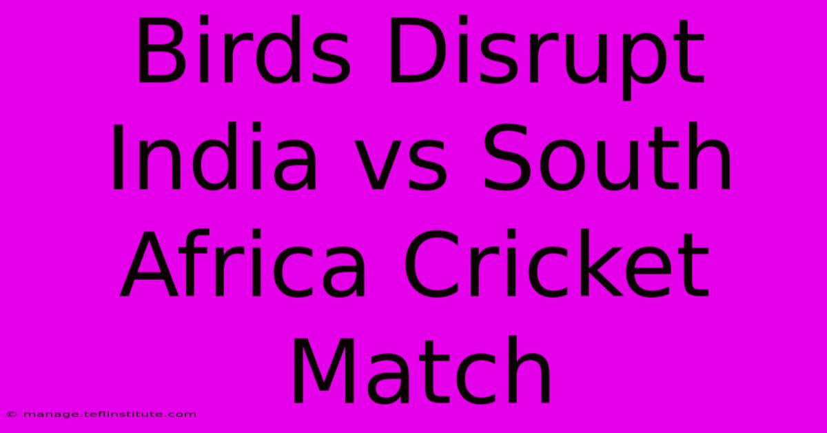 Birds Disrupt India Vs South Africa Cricket Match