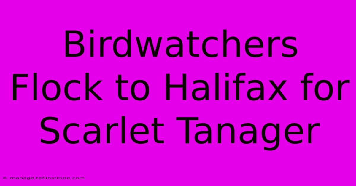 Birdwatchers Flock To Halifax For Scarlet Tanager