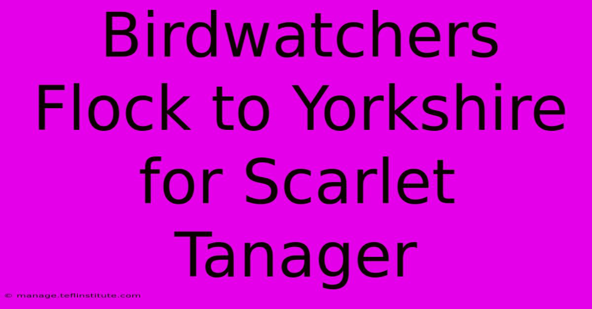 Birdwatchers Flock To Yorkshire For Scarlet Tanager