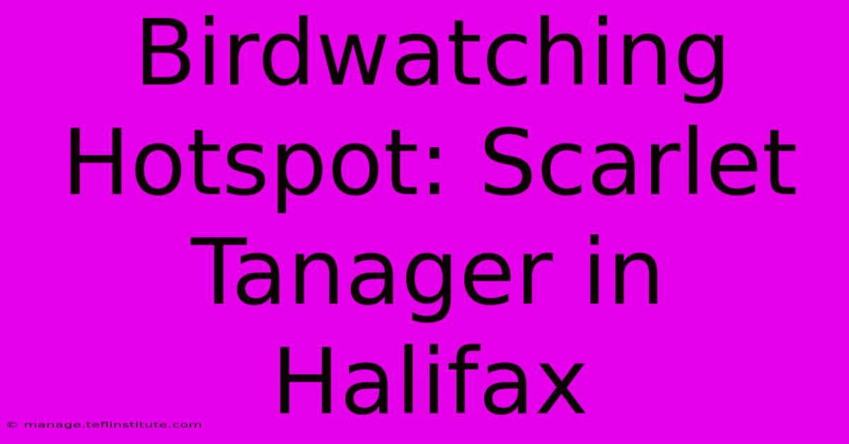 Birdwatching Hotspot: Scarlet Tanager In Halifax