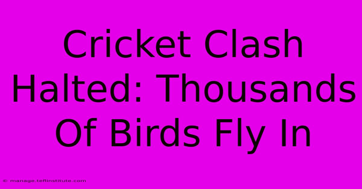 Cricket Clash Halted: Thousands Of Birds Fly In