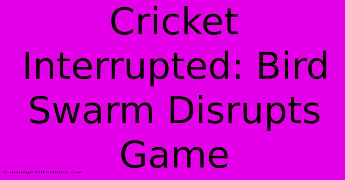 Cricket Interrupted: Bird Swarm Disrupts Game