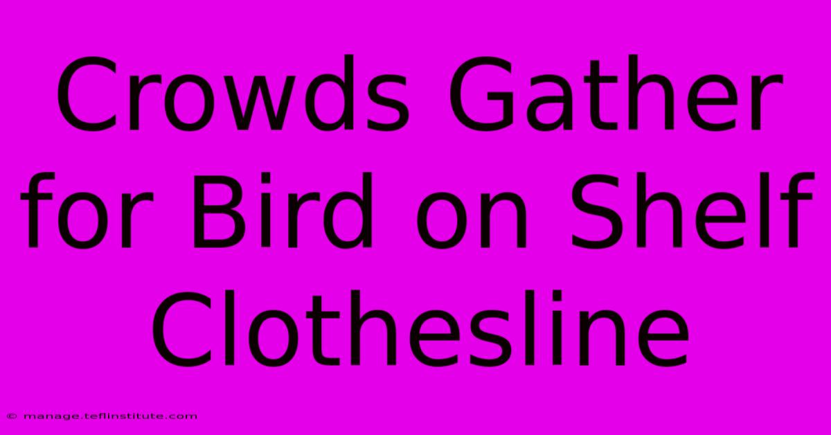 Crowds Gather For Bird On Shelf Clothesline