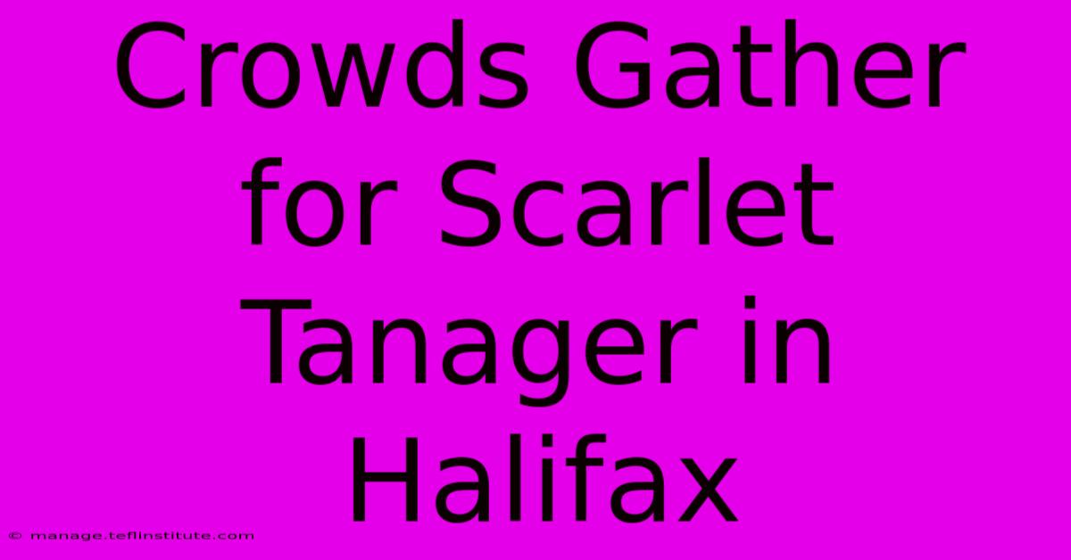 Crowds Gather For Scarlet Tanager In Halifax