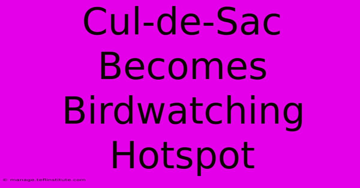 Cul-de-Sac Becomes Birdwatching Hotspot