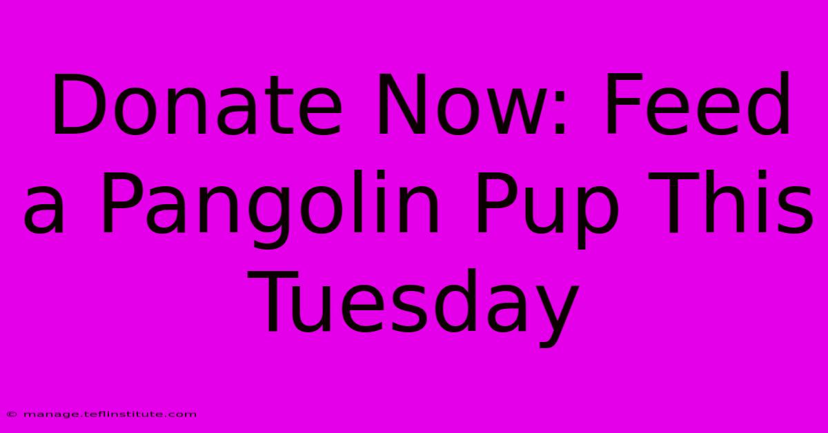 Donate Now: Feed A Pangolin Pup This Tuesday 