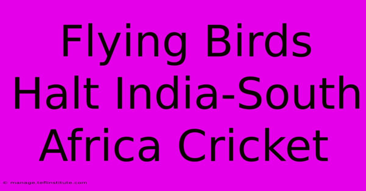 Flying Birds Halt India-South Africa Cricket 