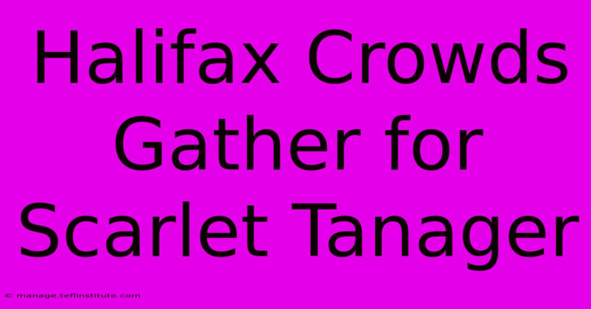 Halifax Crowds Gather For Scarlet Tanager