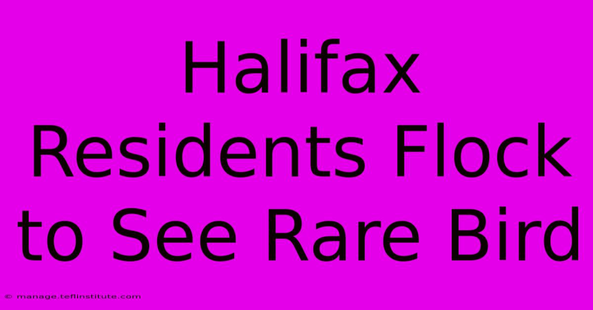 Halifax Residents Flock To See Rare Bird