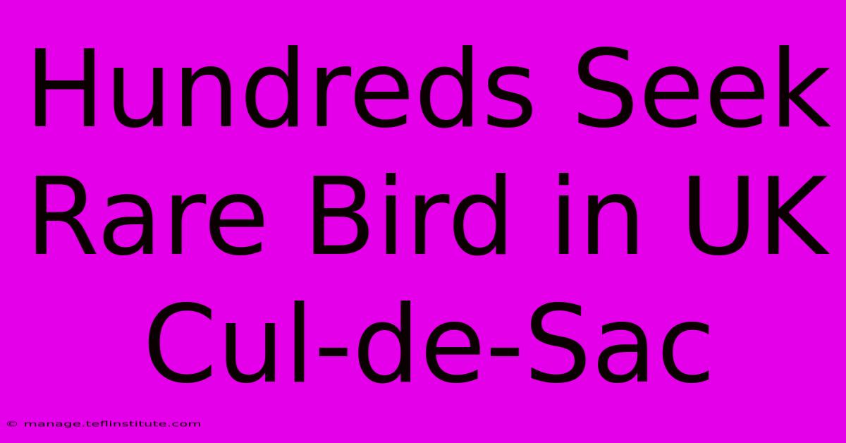 Hundreds Seek Rare Bird In UK Cul-de-Sac