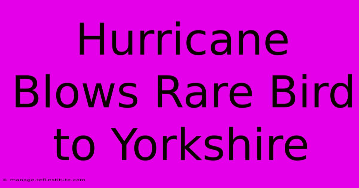 Hurricane Blows Rare Bird To Yorkshire