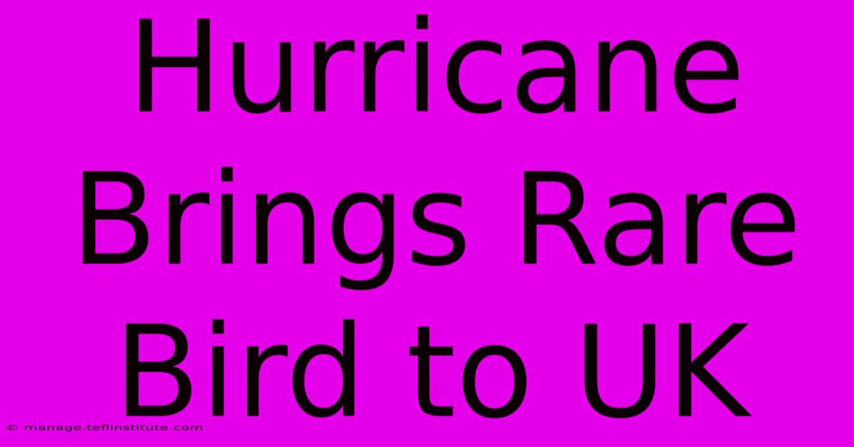 Hurricane Brings Rare Bird To UK