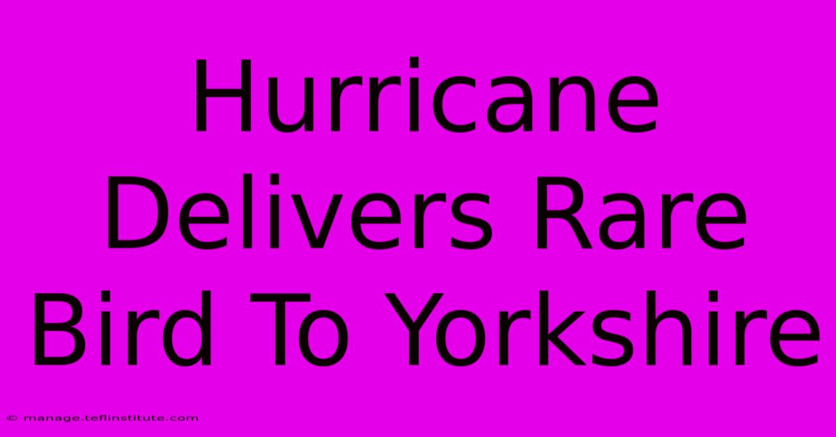 Hurricane Delivers Rare Bird To Yorkshire