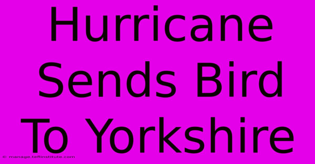 Hurricane Sends Bird To Yorkshire