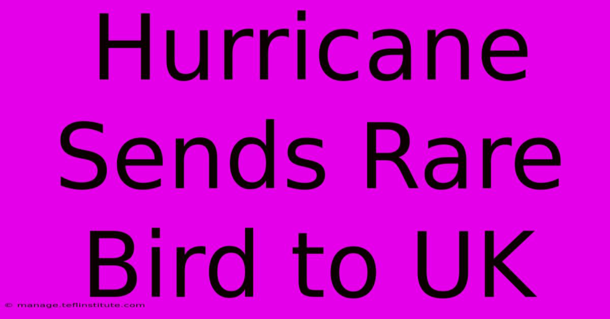 Hurricane Sends Rare Bird To UK