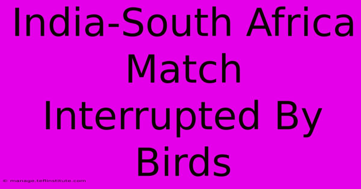 India-South Africa Match Interrupted By Birds