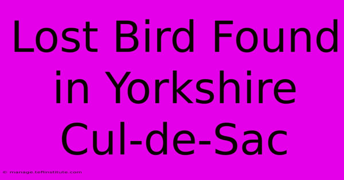 Lost Bird Found In Yorkshire Cul-de-Sac 