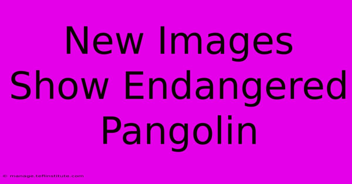 New Images Show Endangered Pangolin 