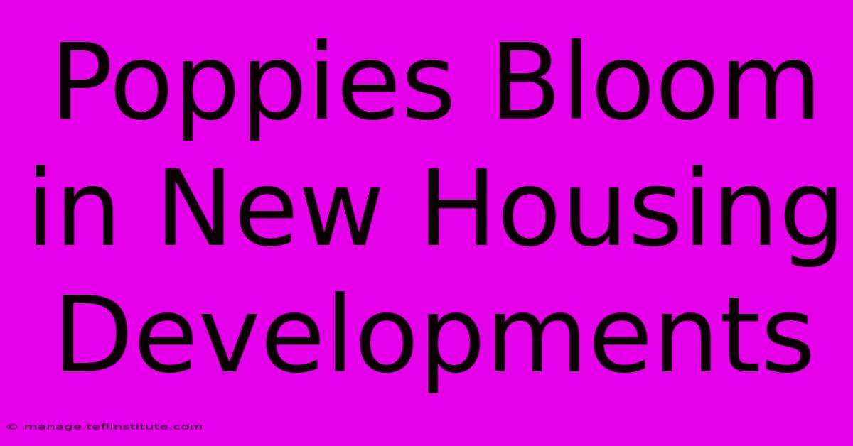 Poppies Bloom In New Housing Developments