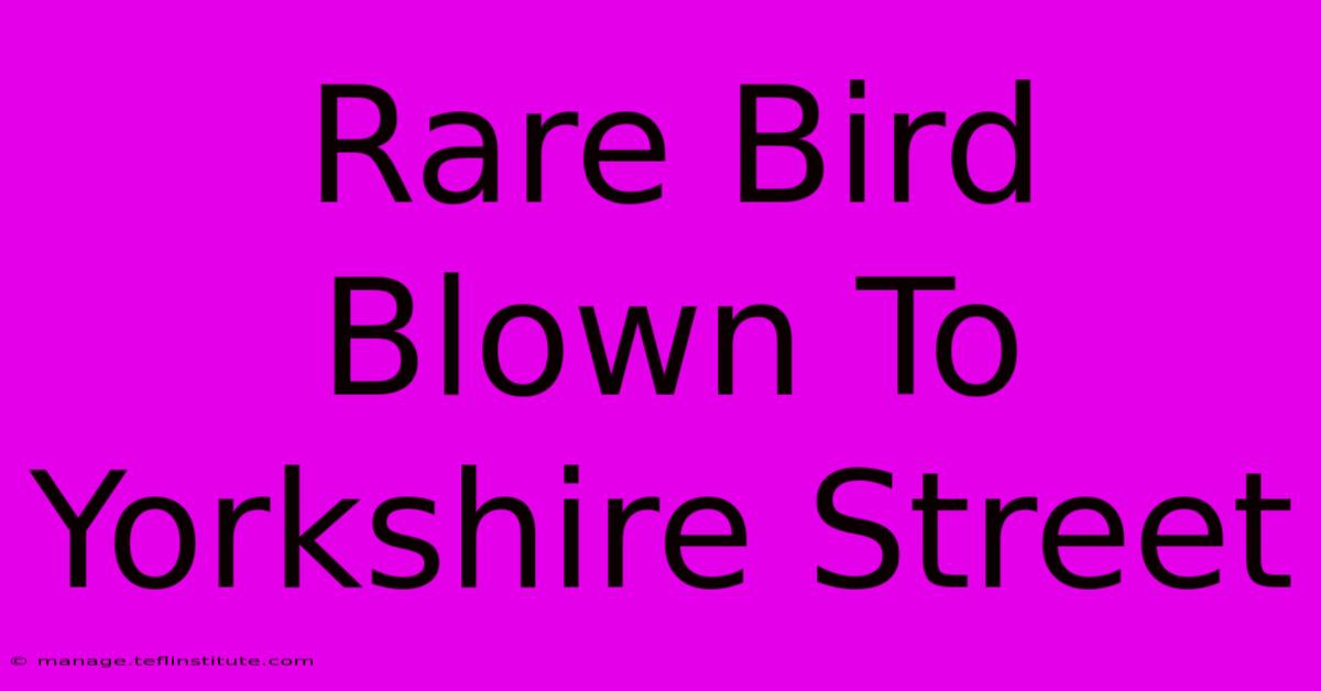 Rare Bird Blown To Yorkshire Street