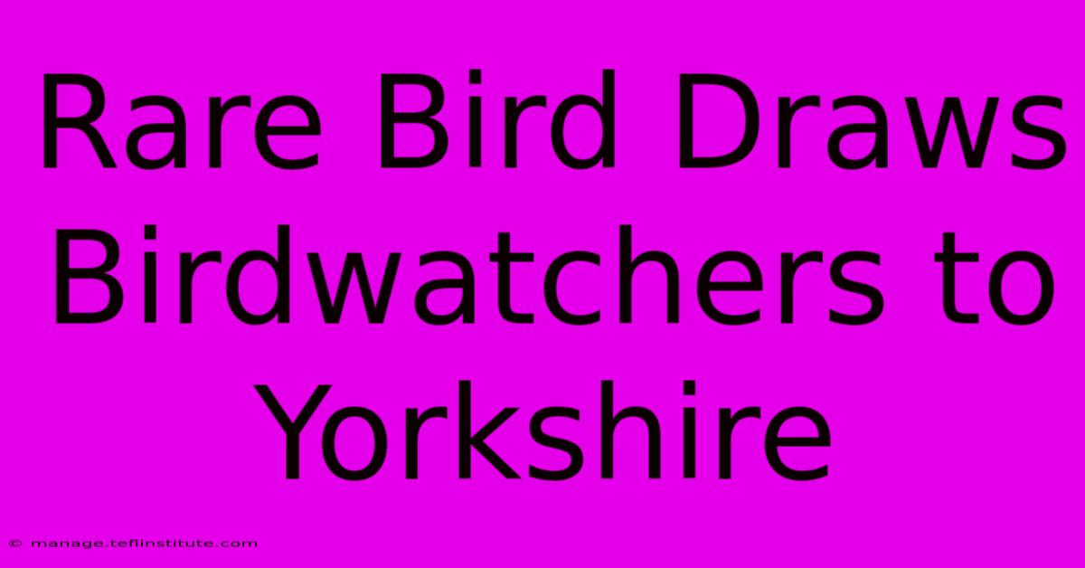 Rare Bird Draws Birdwatchers To Yorkshire