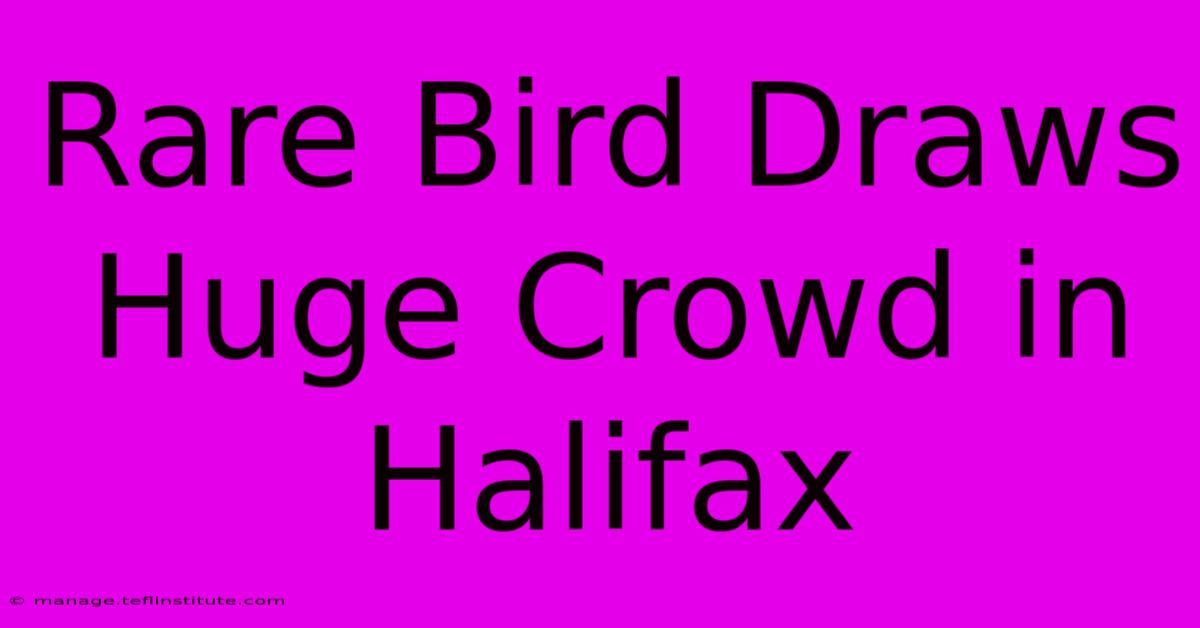 Rare Bird Draws Huge Crowd In Halifax