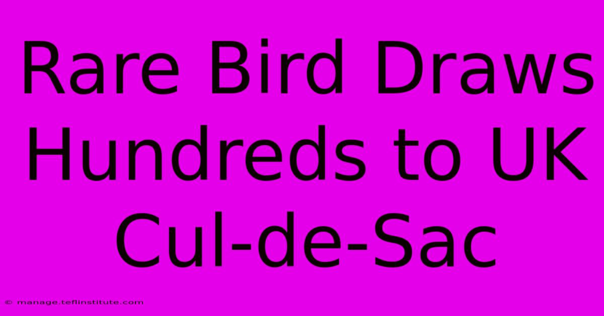 Rare Bird Draws Hundreds To UK Cul-de-Sac