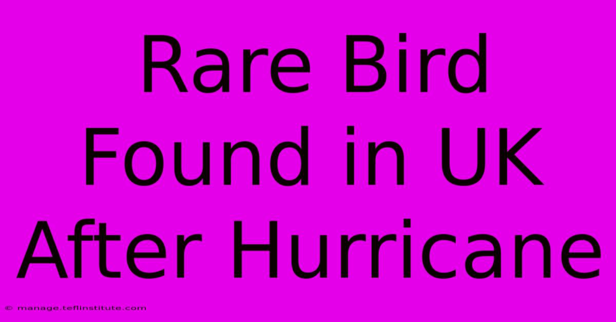 Rare Bird Found In UK After Hurricane