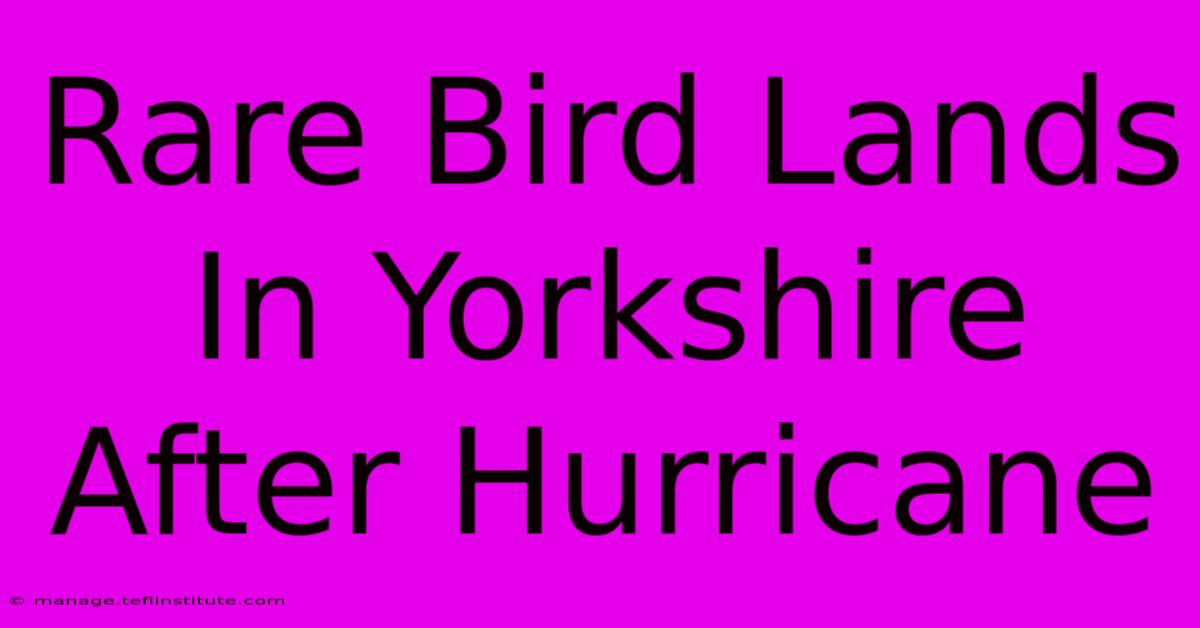 Rare Bird Lands In Yorkshire After Hurricane