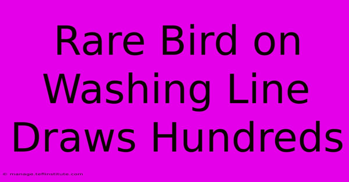 Rare Bird On Washing Line Draws Hundreds