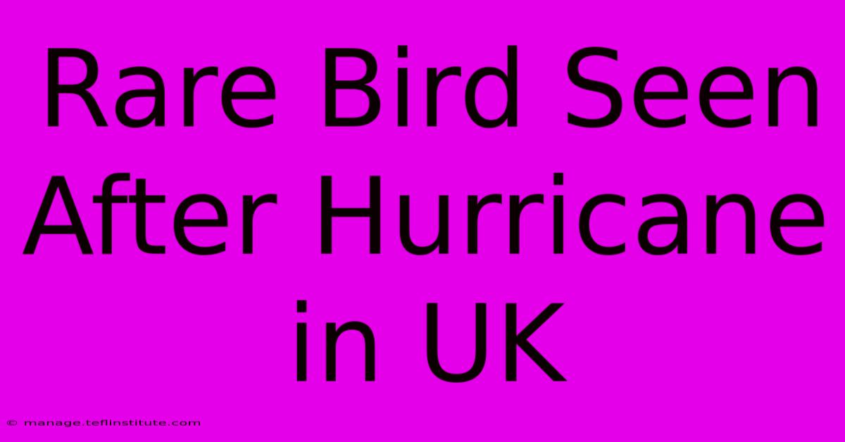 Rare Bird Seen After Hurricane In UK