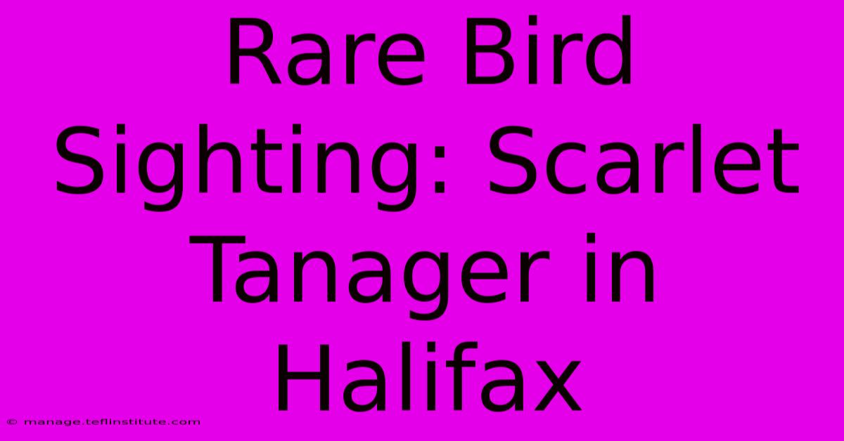 Rare Bird Sighting: Scarlet Tanager In Halifax 