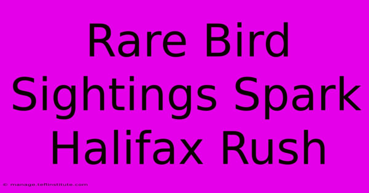 Rare Bird Sightings Spark Halifax Rush