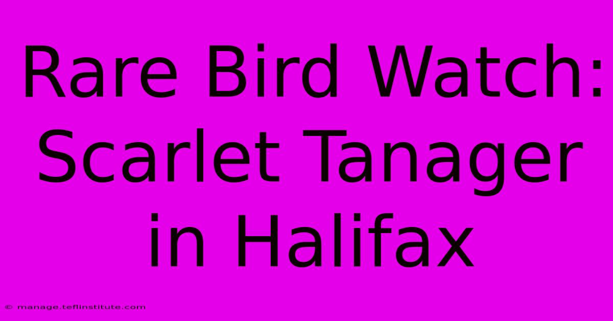 Rare Bird Watch: Scarlet Tanager In Halifax