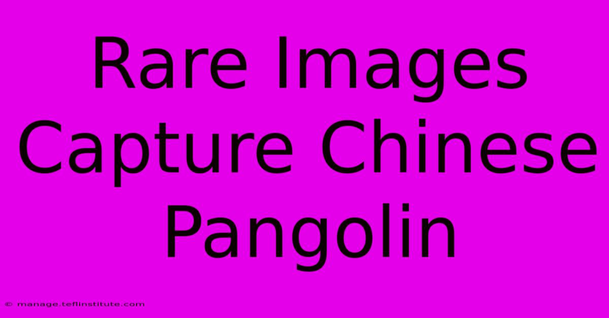 Rare Images Capture Chinese Pangolin