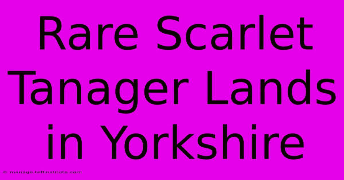 Rare Scarlet Tanager Lands In Yorkshire