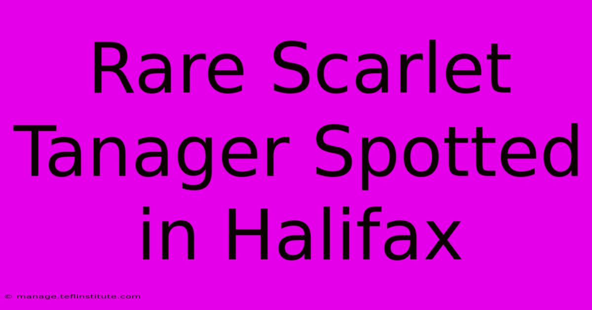 Rare Scarlet Tanager Spotted In Halifax 