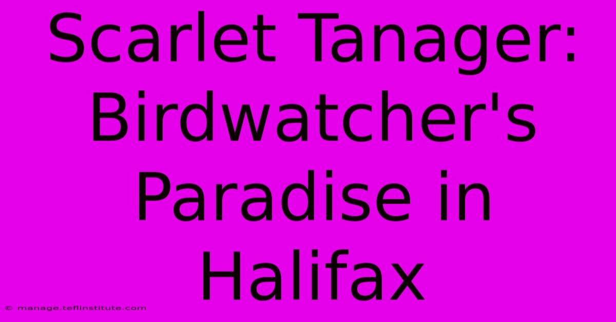 Scarlet Tanager: Birdwatcher's Paradise In Halifax