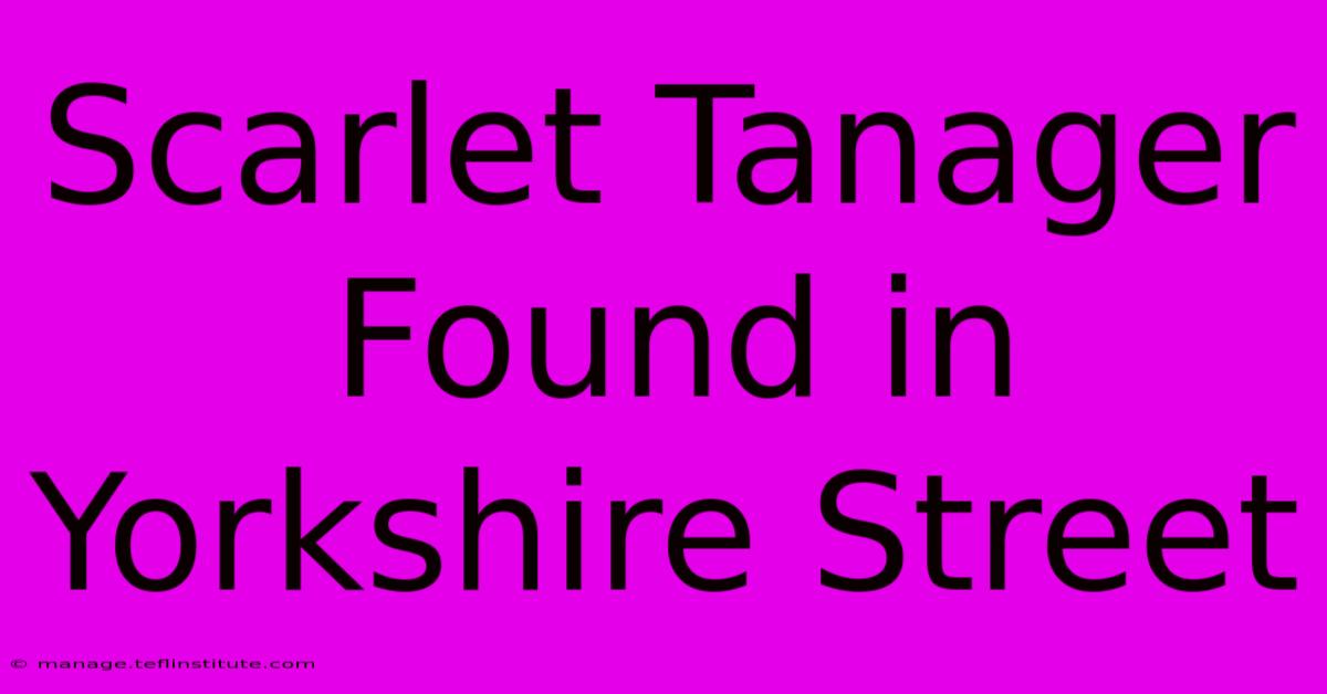 Scarlet Tanager Found In Yorkshire Street