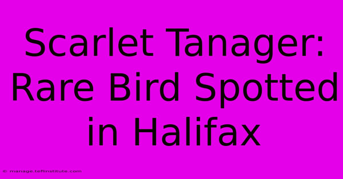 Scarlet Tanager: Rare Bird Spotted In Halifax 