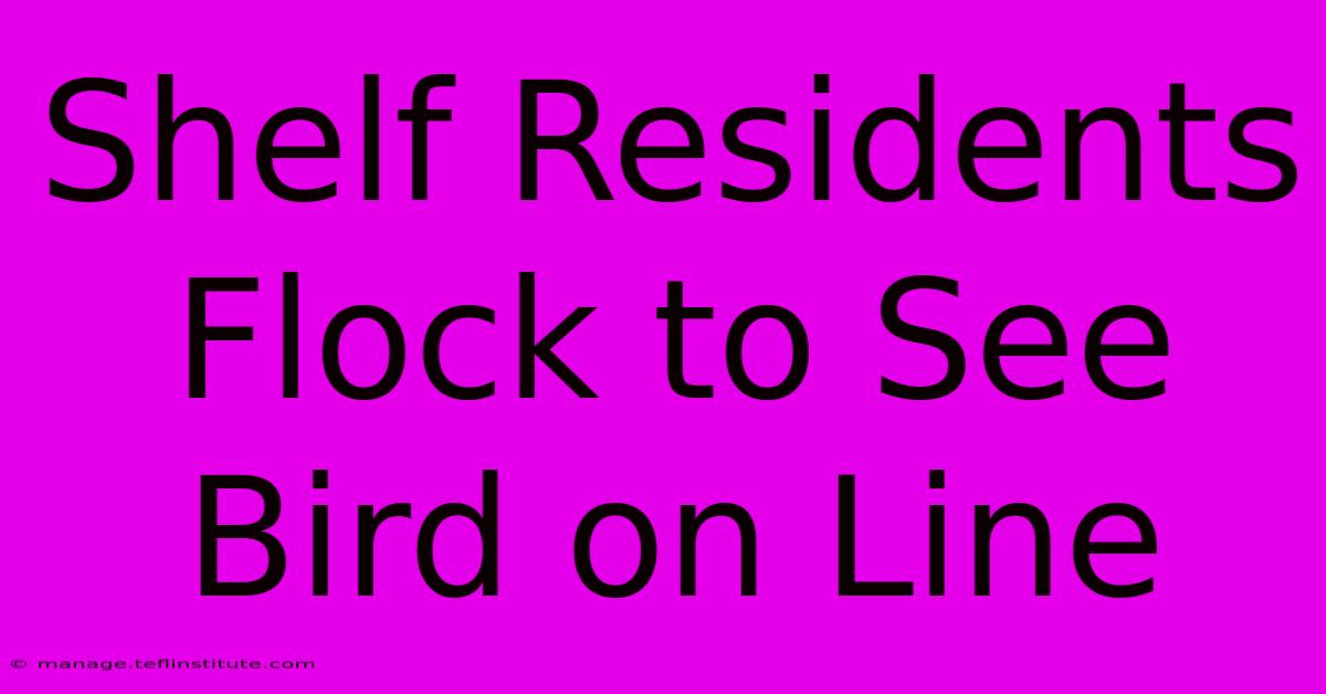 Shelf Residents Flock To See Bird On Line