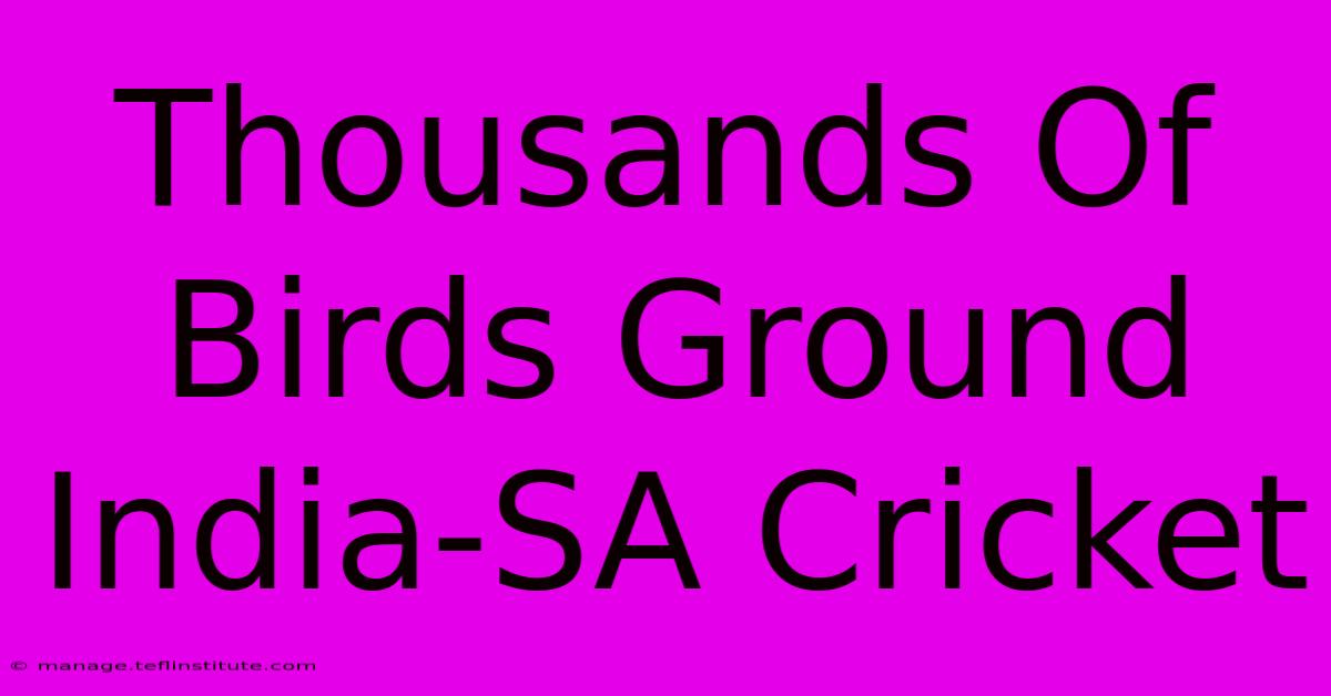 Thousands Of Birds Ground India-SA Cricket