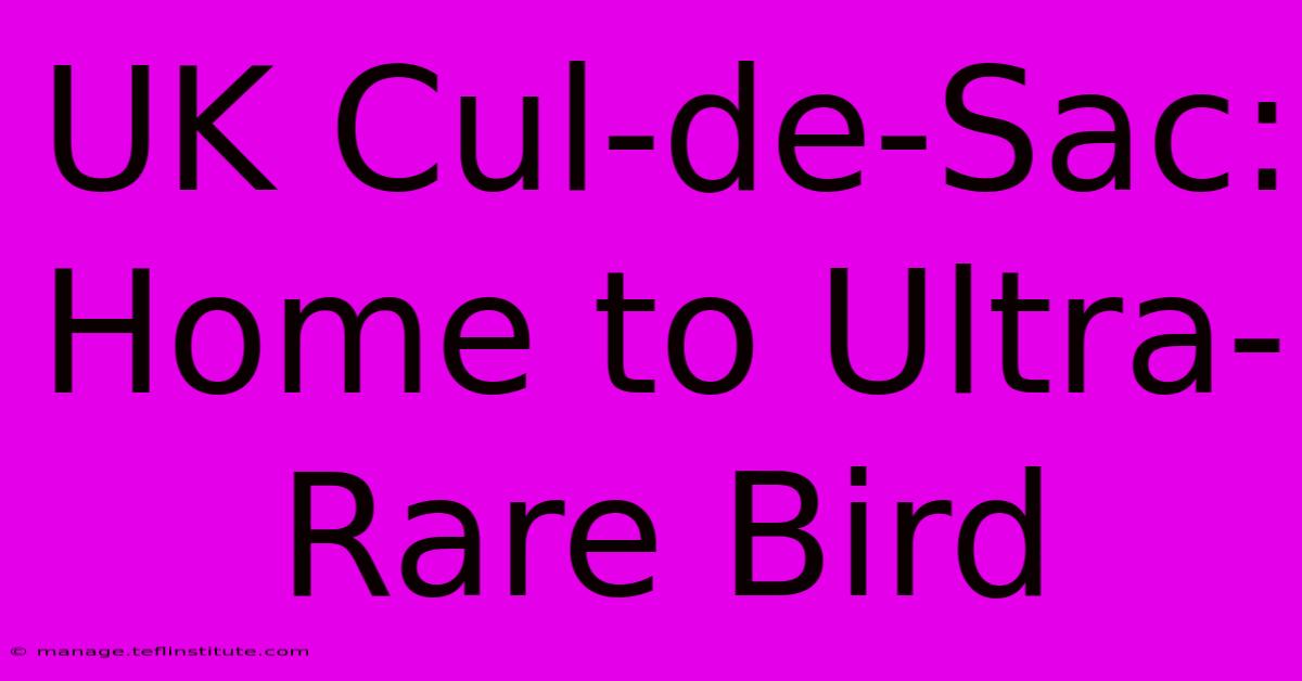 UK Cul-de-Sac: Home To Ultra-Rare Bird 