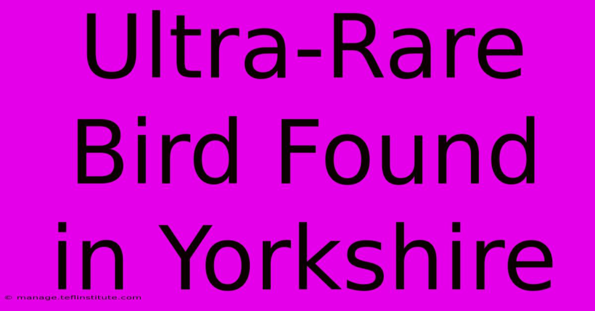 Ultra-Rare Bird Found In Yorkshire