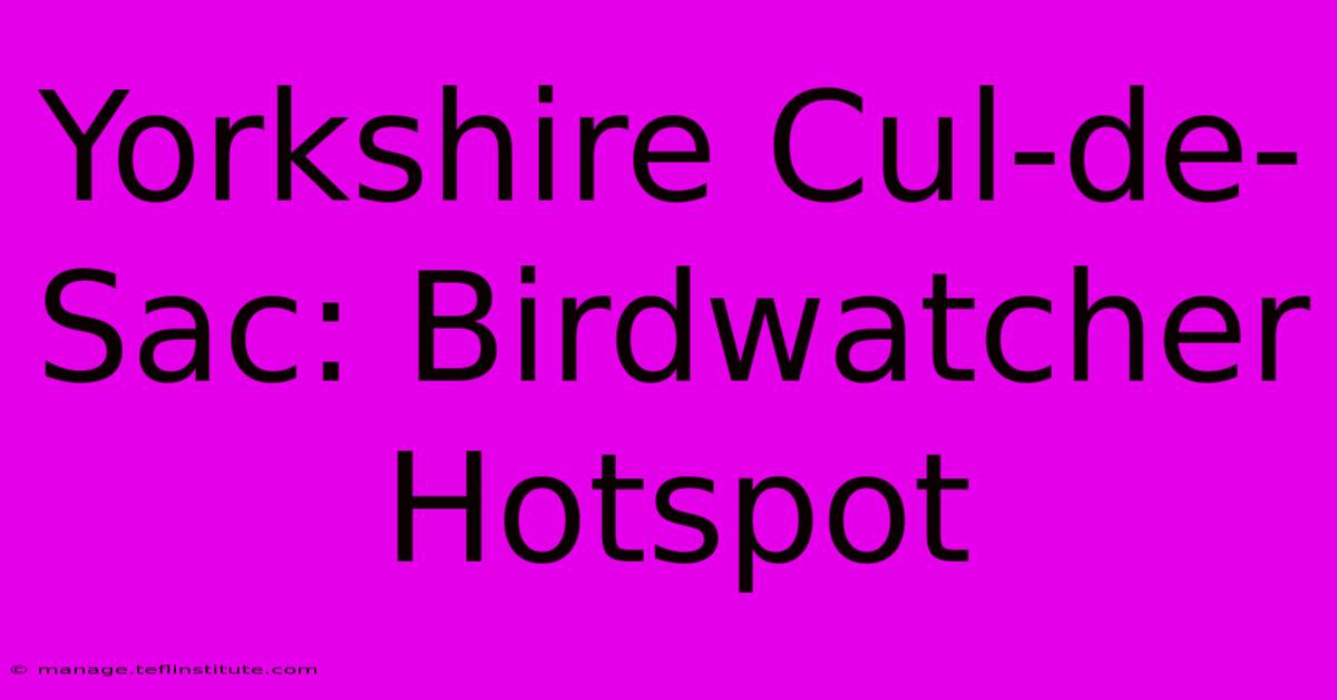 Yorkshire Cul-de-Sac: Birdwatcher Hotspot