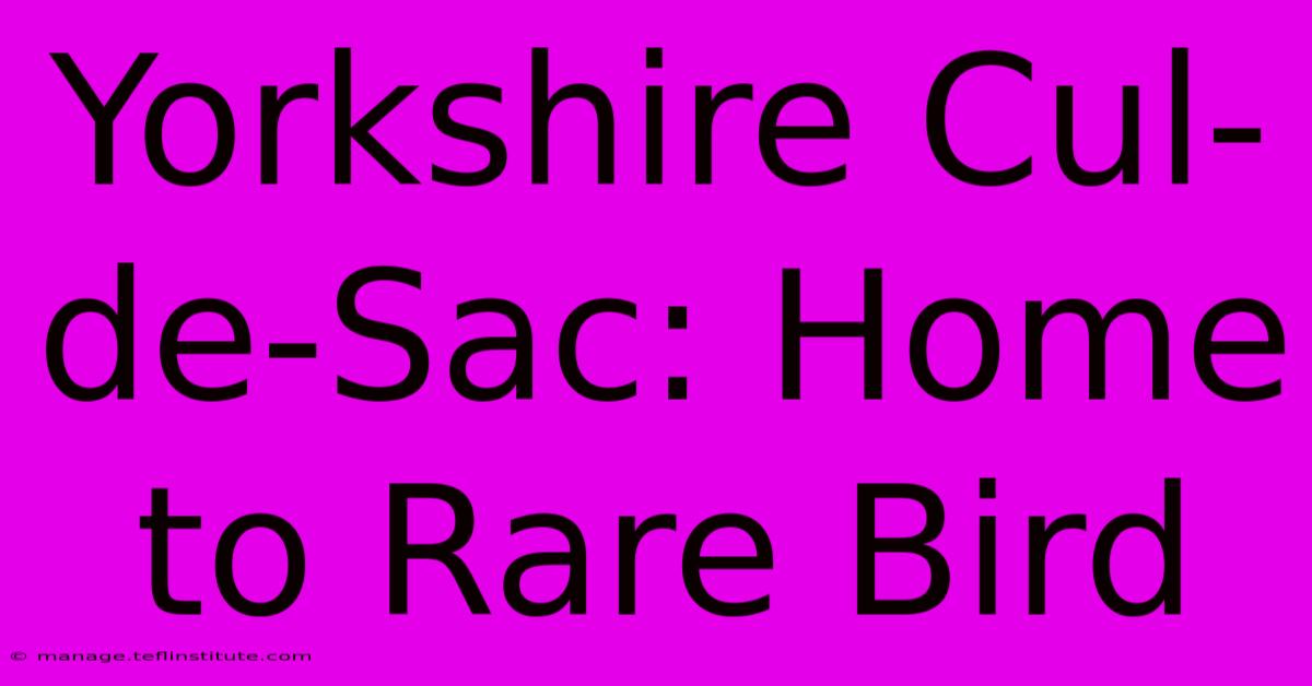 Yorkshire Cul-de-Sac: Home To Rare Bird