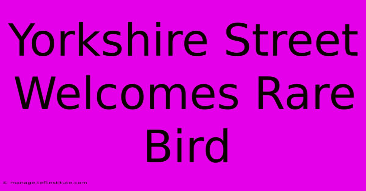 Yorkshire Street Welcomes Rare Bird 